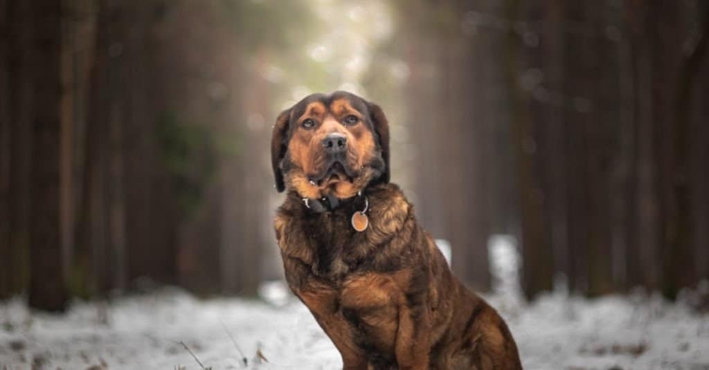 Alpine Dachsbracke portrait