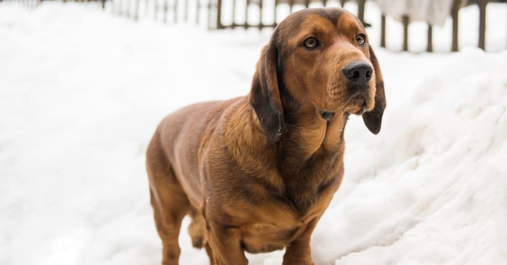 Alpine Dachsbracke hunting dog with short legs in snow