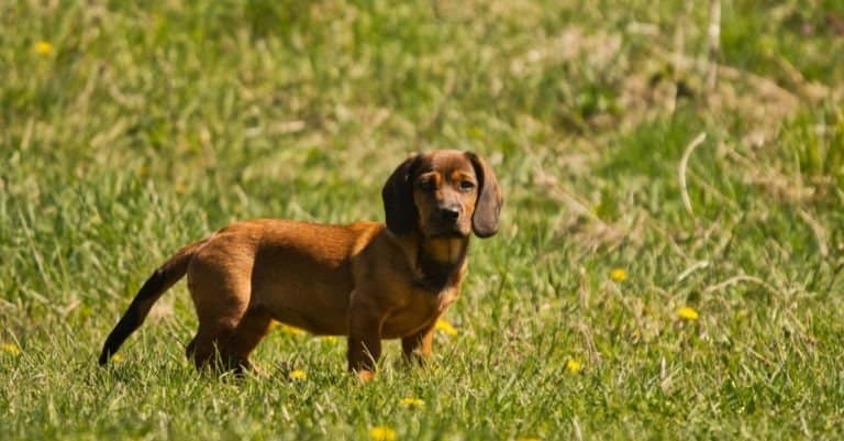 The Alpine Dachsbracke is a small breed of dog of the scent hound type originating in Austria.
