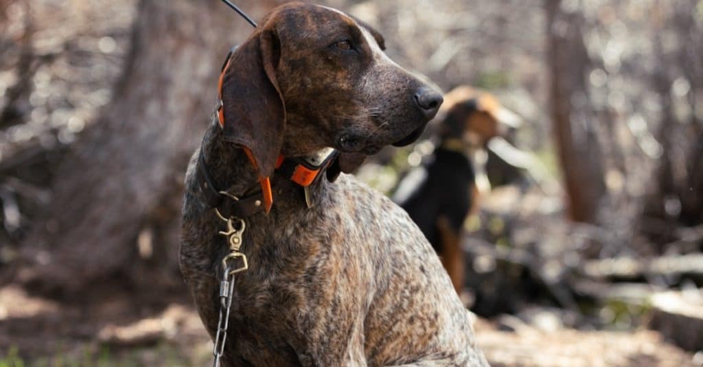 American coonhound sitting in the woods