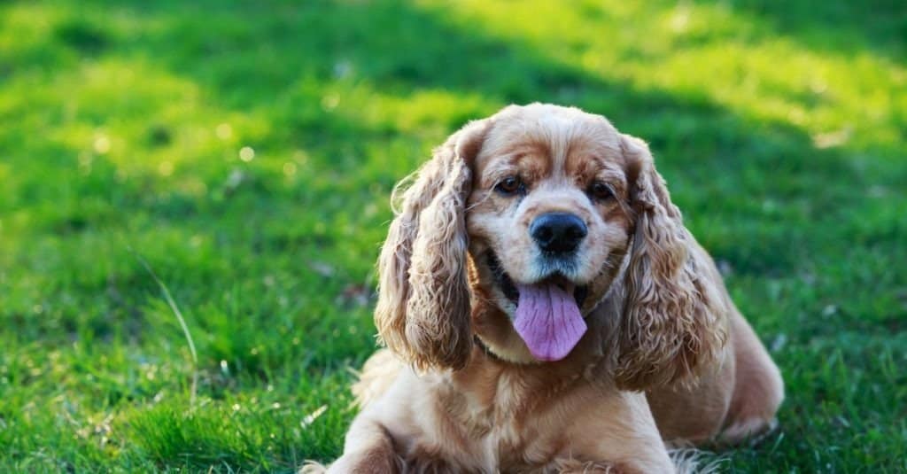 American Cocker Spaniel on a green grass