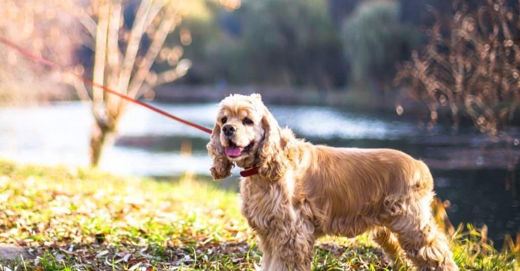 American Cocker Spaniel standing near lake