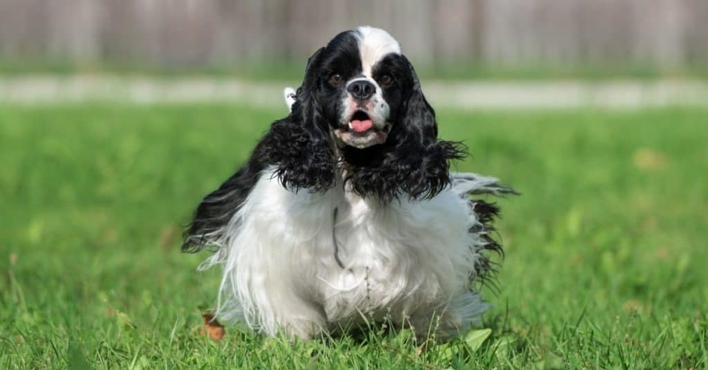 Chó Cocker Spaniel Mỹ trắng và đen