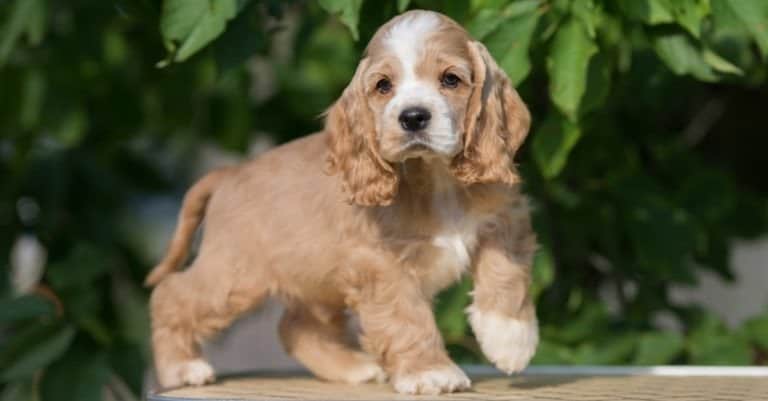 Red and white American Cocker Spaniel puppy