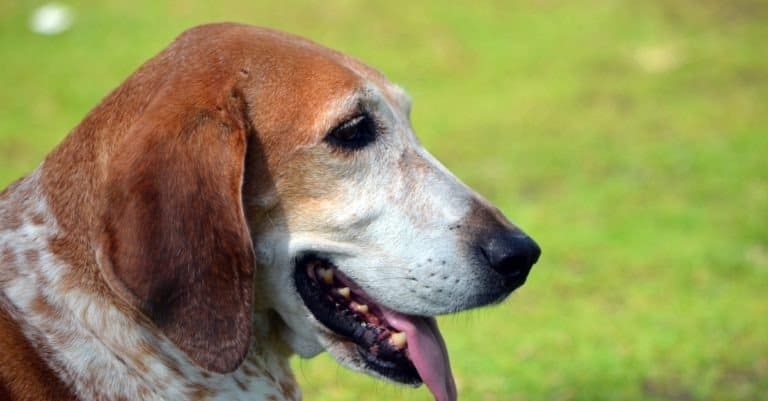 Close-up Portrait of an American Coonhound