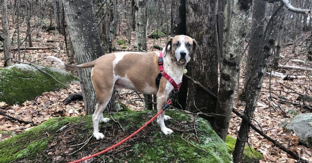 American Coonhound hiking