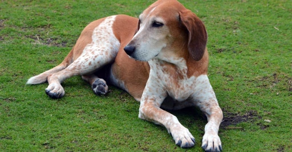 An American English Coonhound resting on the grass at Southpointe Park in Miami Beach,Florida