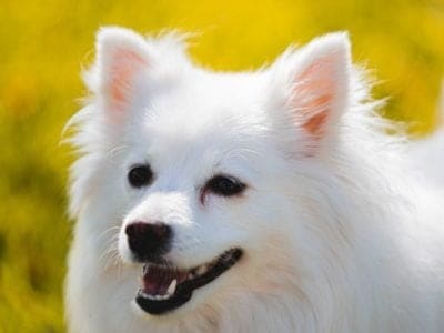 American Eskimo Dog Picture