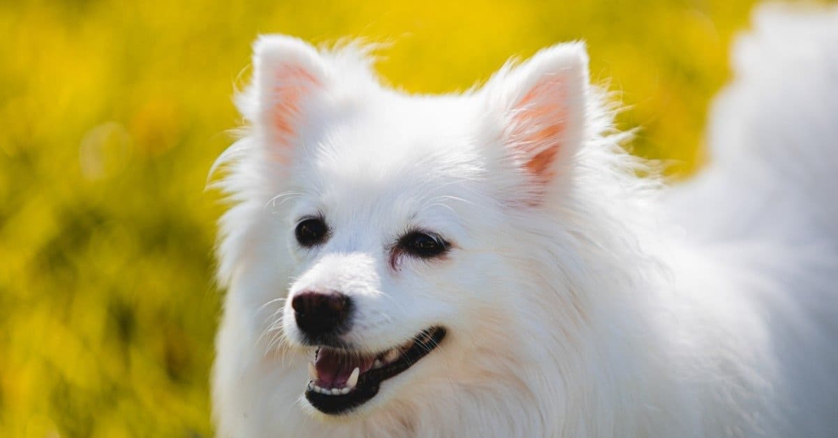 American eskimo best sale dog colors