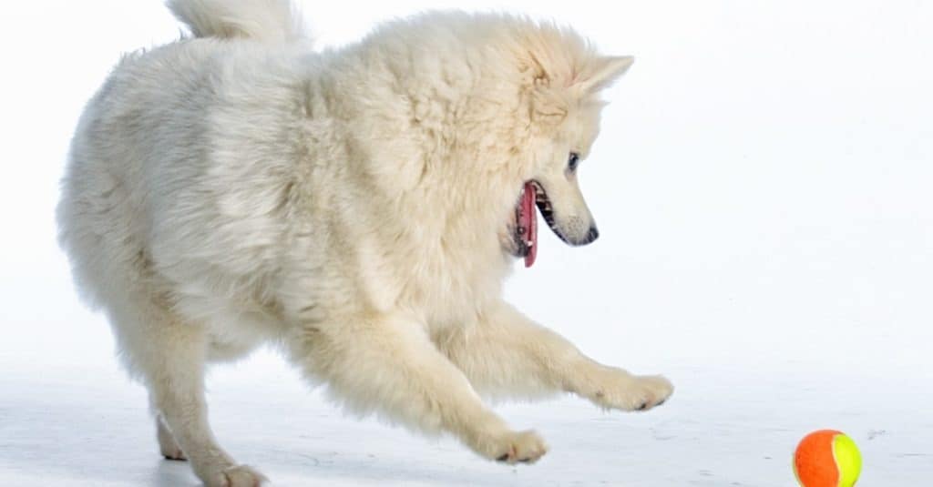 American Eskimo Dog isolated