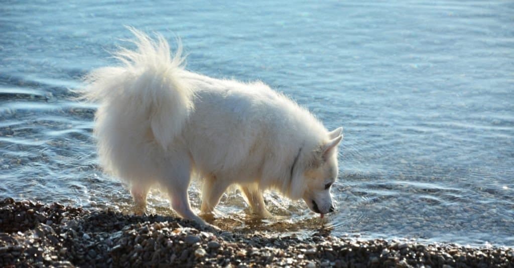 how much should a american eskimo dog weight chart