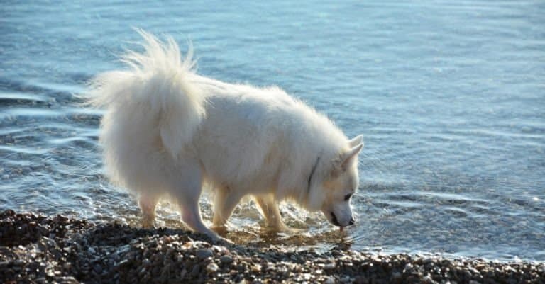 American Eskimo Dog on beach