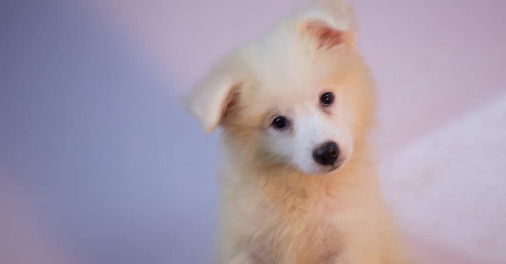 Biscuit cream sale american eskimo dog