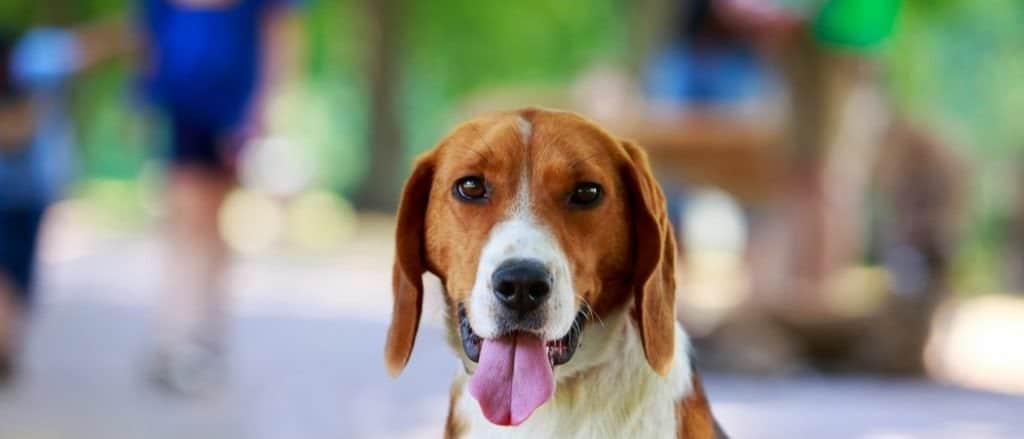 The dog breed American Foxhound a close-up