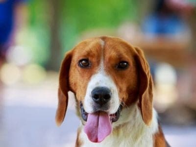 American Foxhound Picture