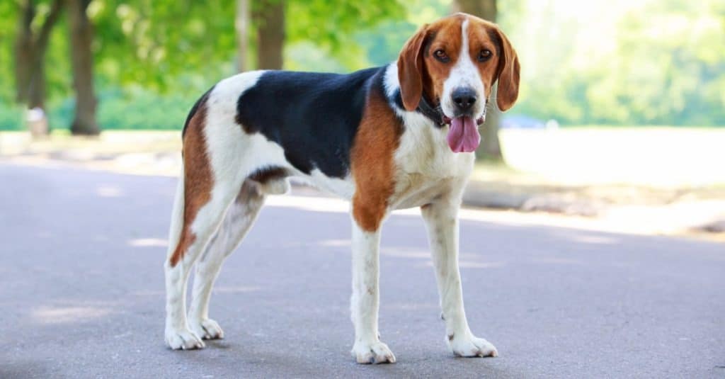 American Foxhound in a public park