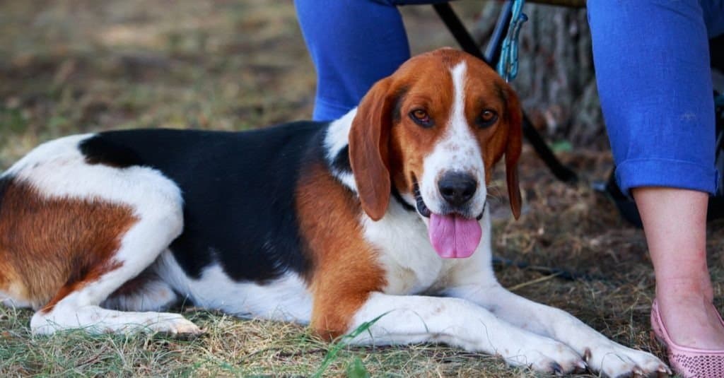 The dog breed American Foxhound in a public park