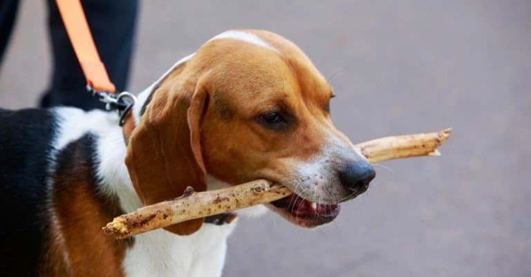 American Foxhound nibbles a stick
