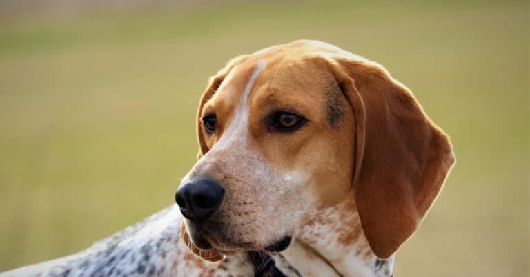 American coonhound sitting on grass