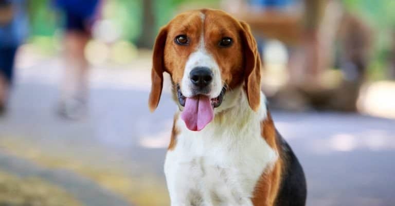 American foxhound sitting in park