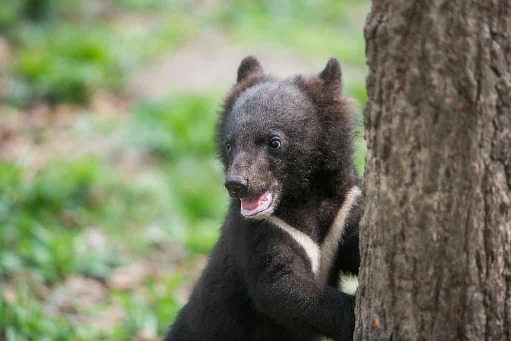 Asiatic Black Bear Cub