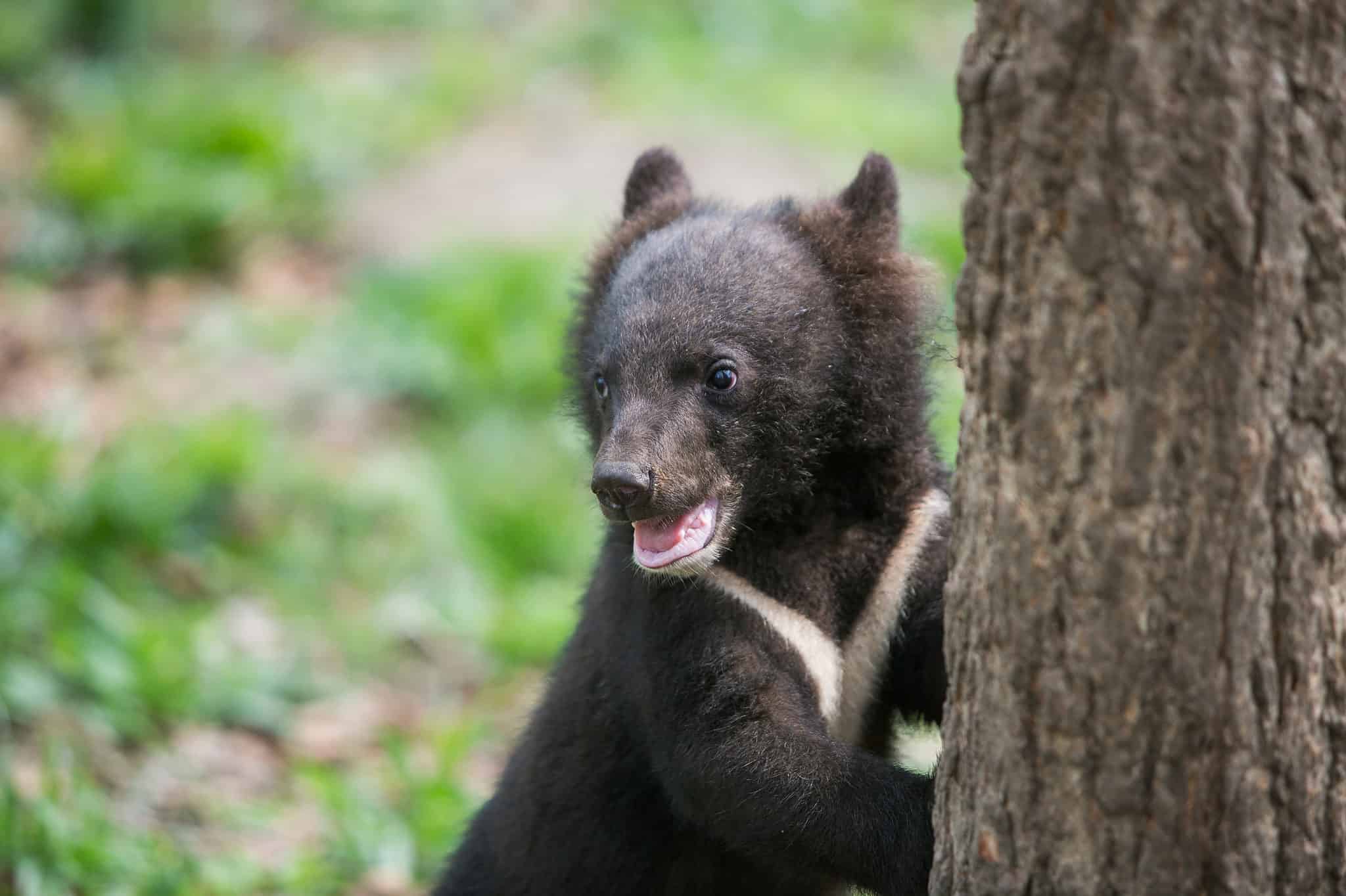 1128 black bear cub way