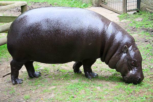 Pygmy Hippopotamus - A-Z Animals