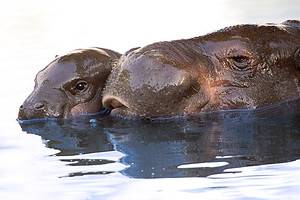 See the Cutest Baby Hippo You’ve Ever Seen Take an Adorable Swim Picture