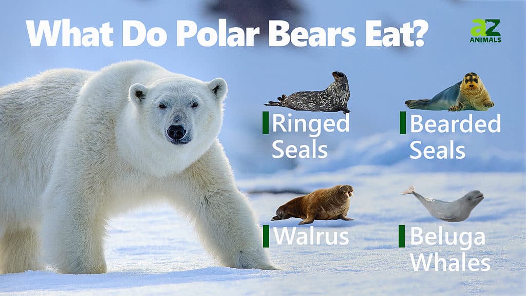 Polar Bear Animal Facts | Ursus maritimus - AZ Animals