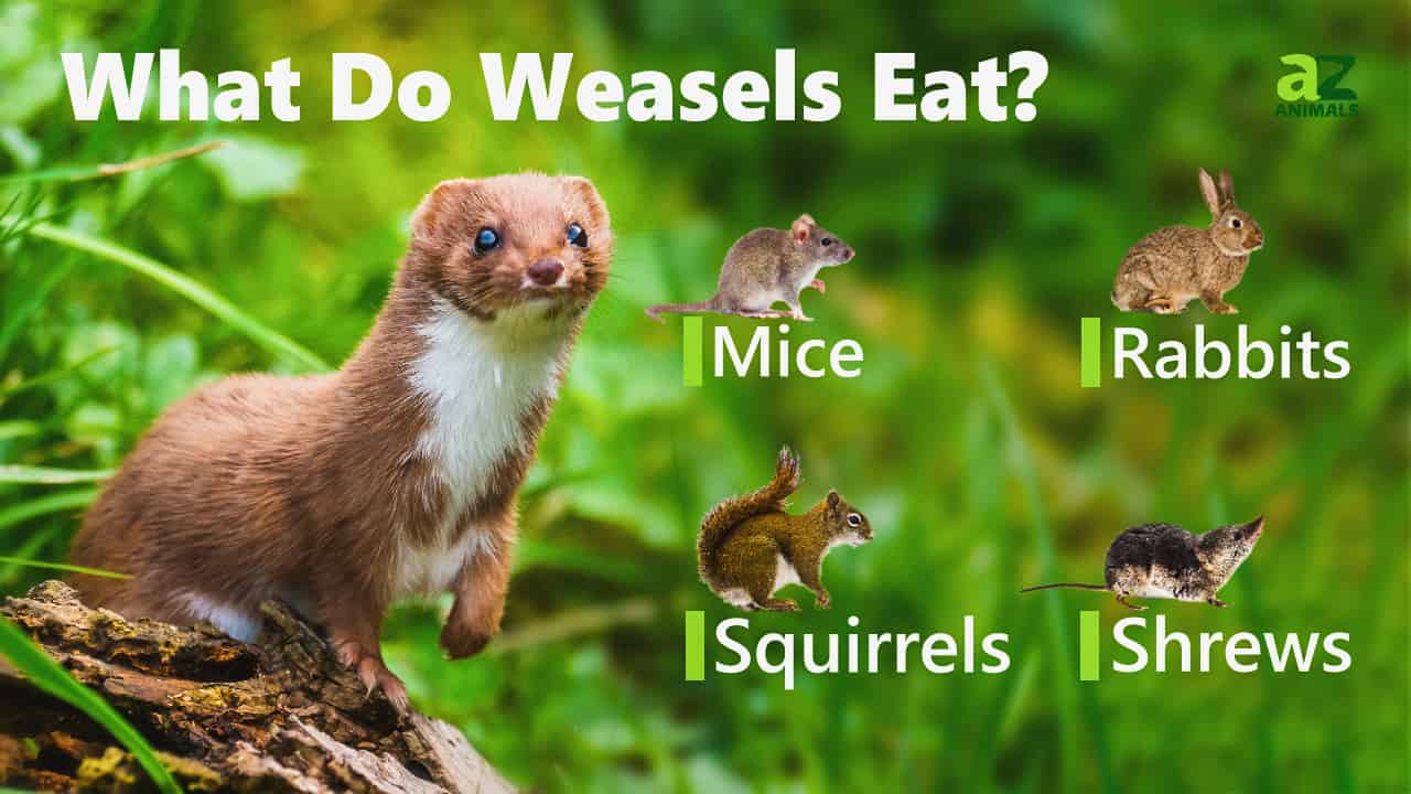 Weasel Animal Facts | Mustela nivalis - A-Z Animals