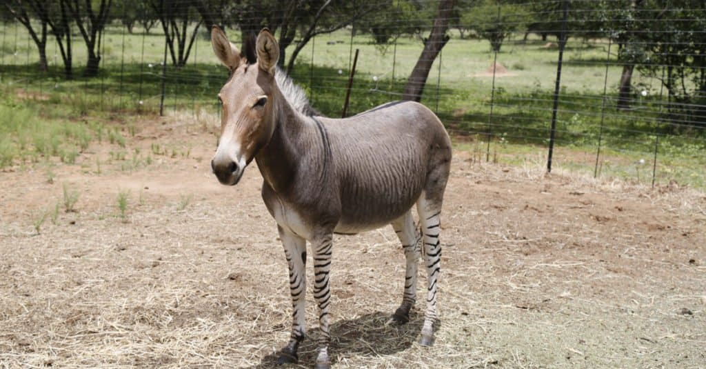 Zonkey