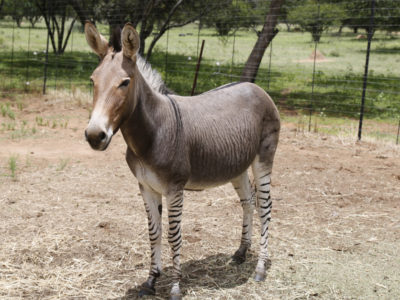 A Equus zebra x Equus asinus