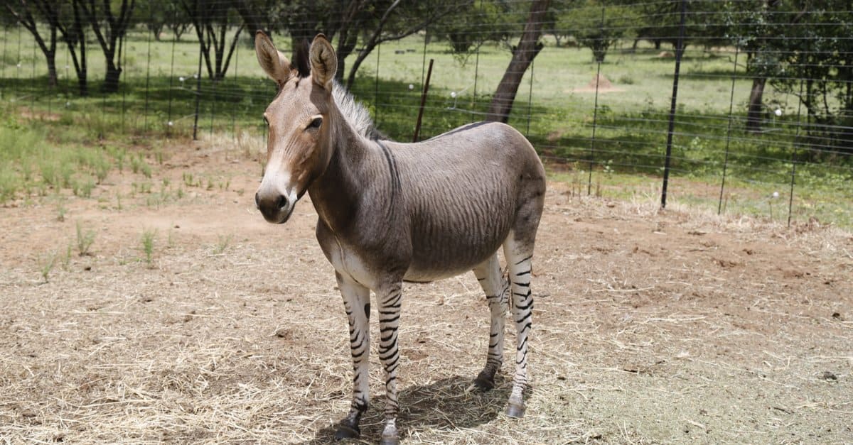 donkey zebra horse