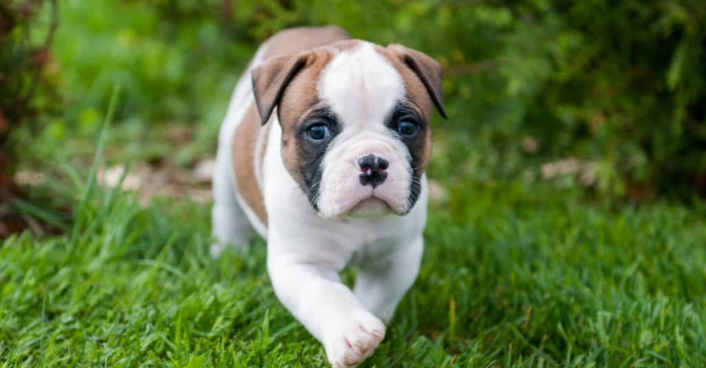 American bulldog puppy laying down