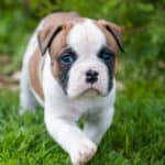 American bulldogs are working pets that are trusted on farms across the country.