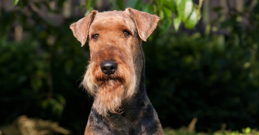 Airedale Terrier Headshot