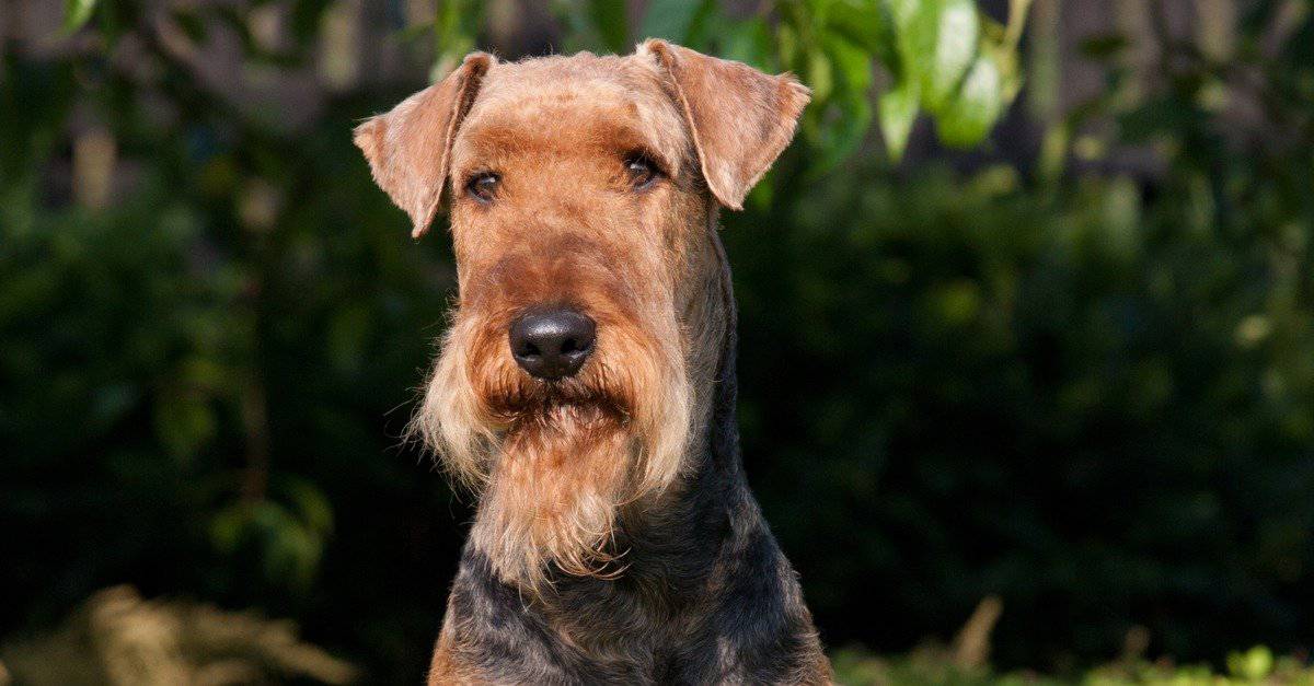 thumbnail image 2 of Airedale Terrier Fridge Magnet – 'Most Dogs Have Owners, Airedales Have Staff' – Starprint 2 of 3