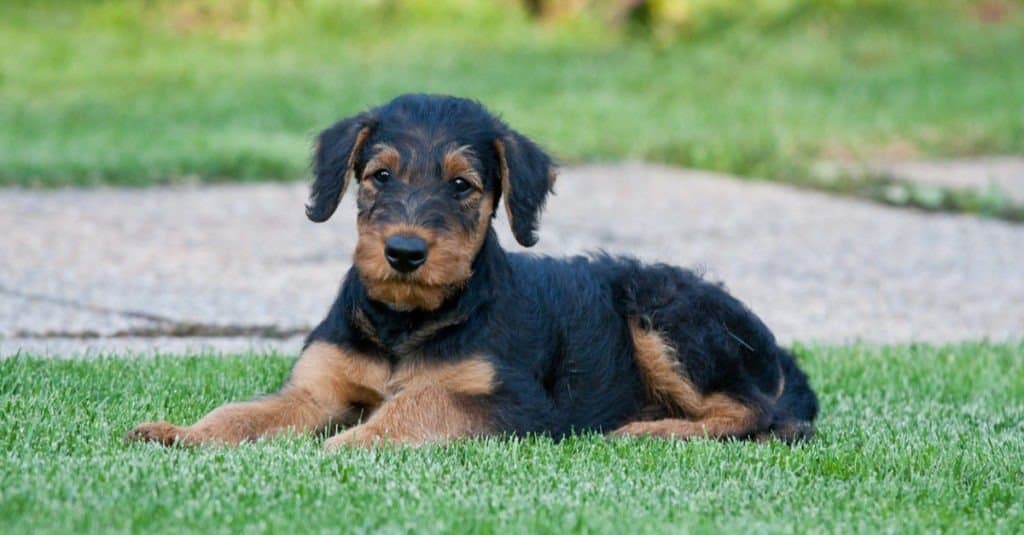 airedale terrier puppy laying the grass