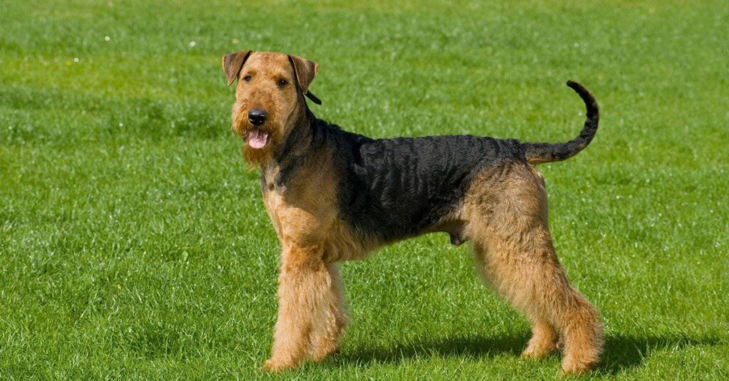 Airedale Terrier in the park