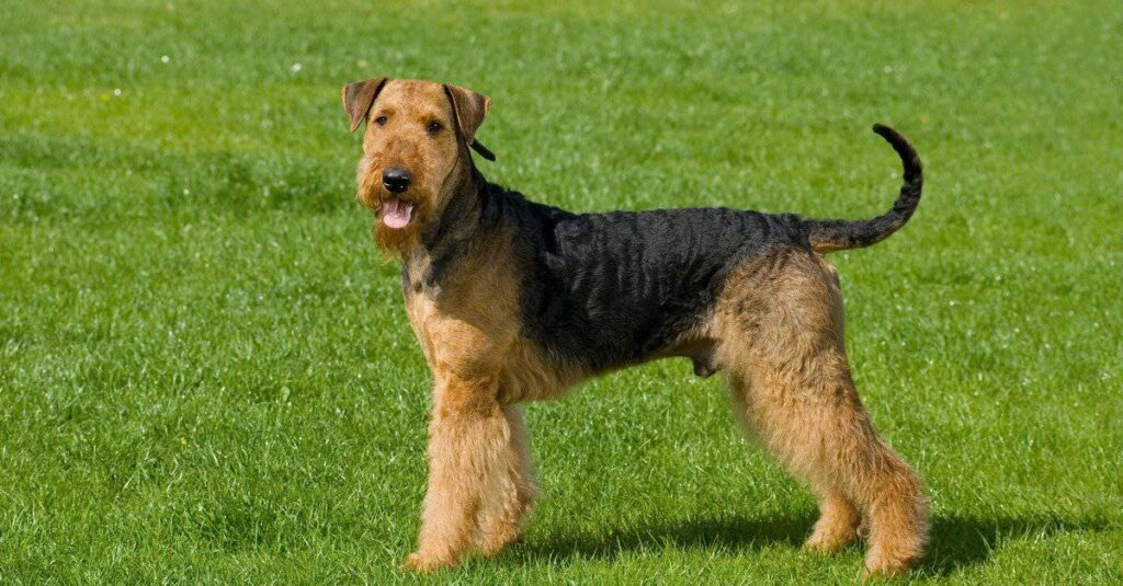 Airedale Terrier Coat: Colors, Patterns, and Feel - A-Z Animals