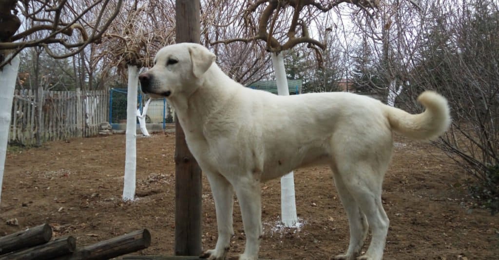 Akbash dog standing in a yard