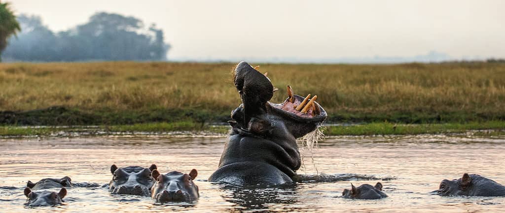 Group of Hippos in the water