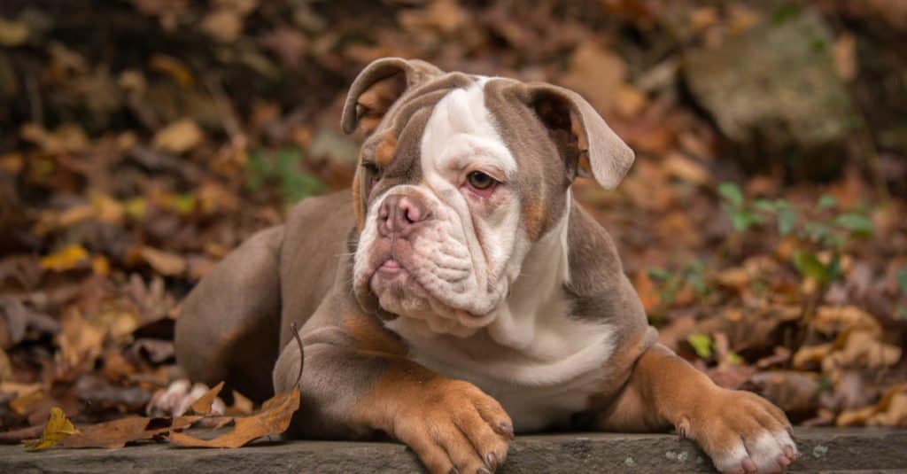 American bulldog laying on the ground