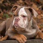 American bulldogs have been known to lash out at humans or other animals. Although many bulldogs go their entire lives without an incident, this tendency may restrict the areas where your bulldog is allowed to live or travel.