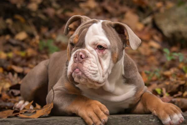 American bulldogs have been known to lash out at humans or other animals. Although many bulldogs go their entire lives without an incident, this tendency may restrict the areas where your bulldog is allowed to live or travel.