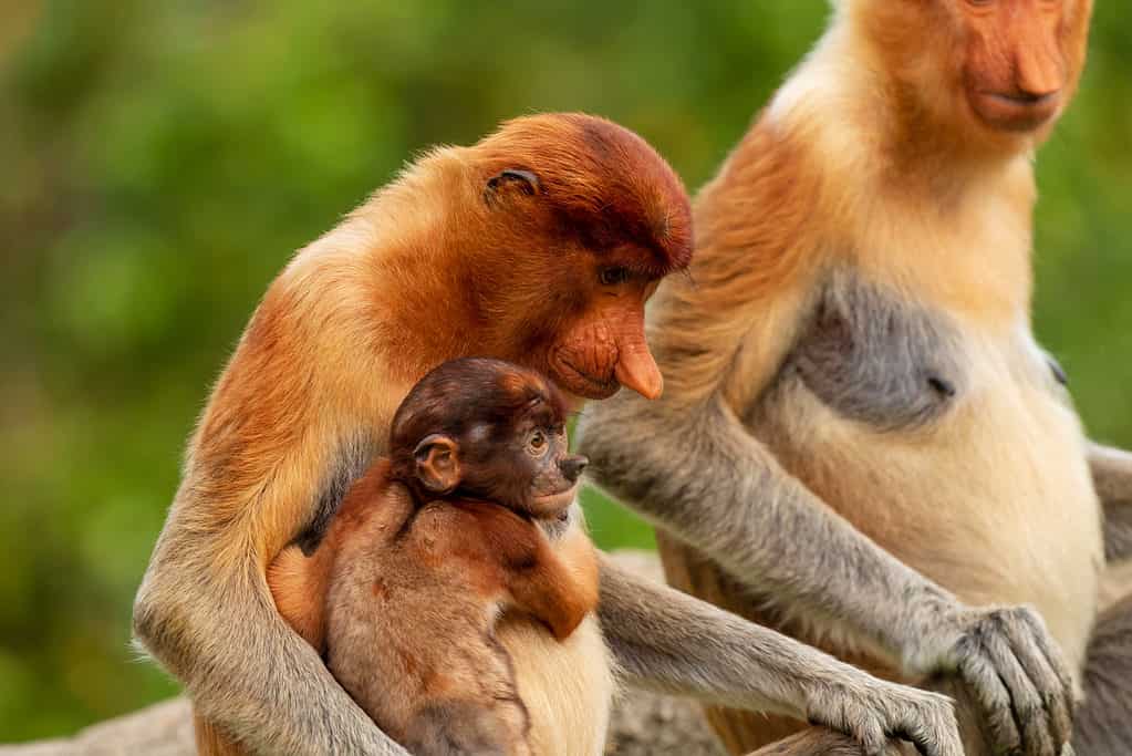 Wild proboscis monkey mother and baby in the mangroves of Borneo