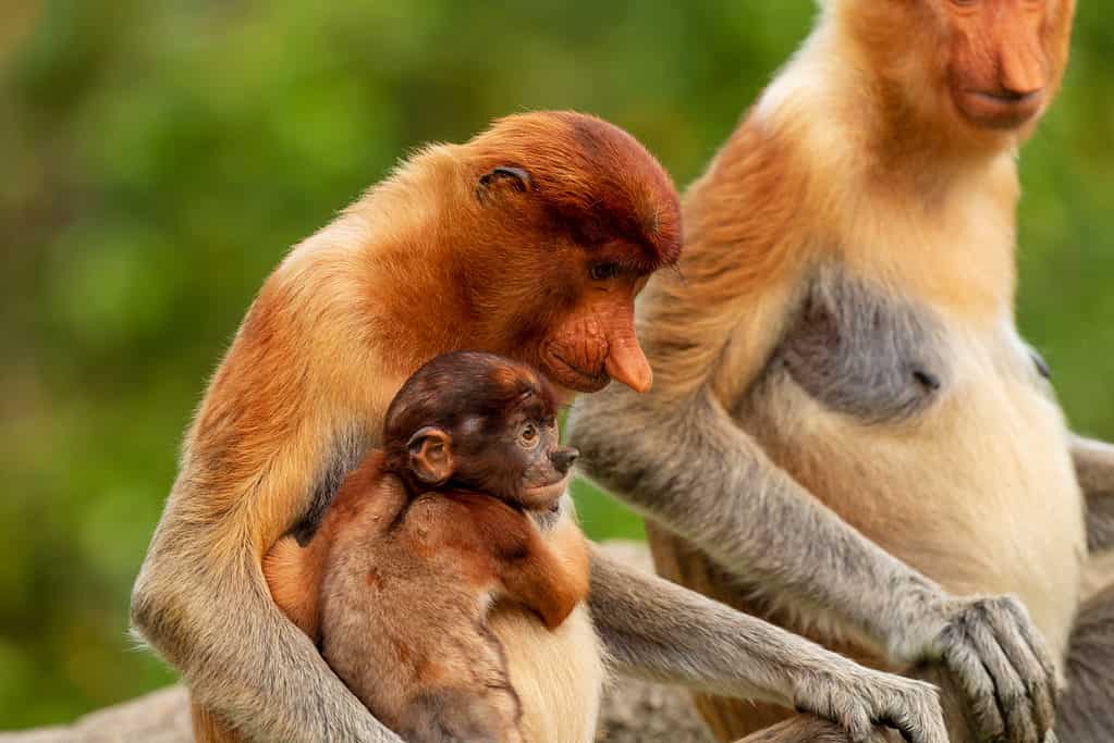 Wild mother and baby Proboscis Monkeys in the mangrove forests of Borneo