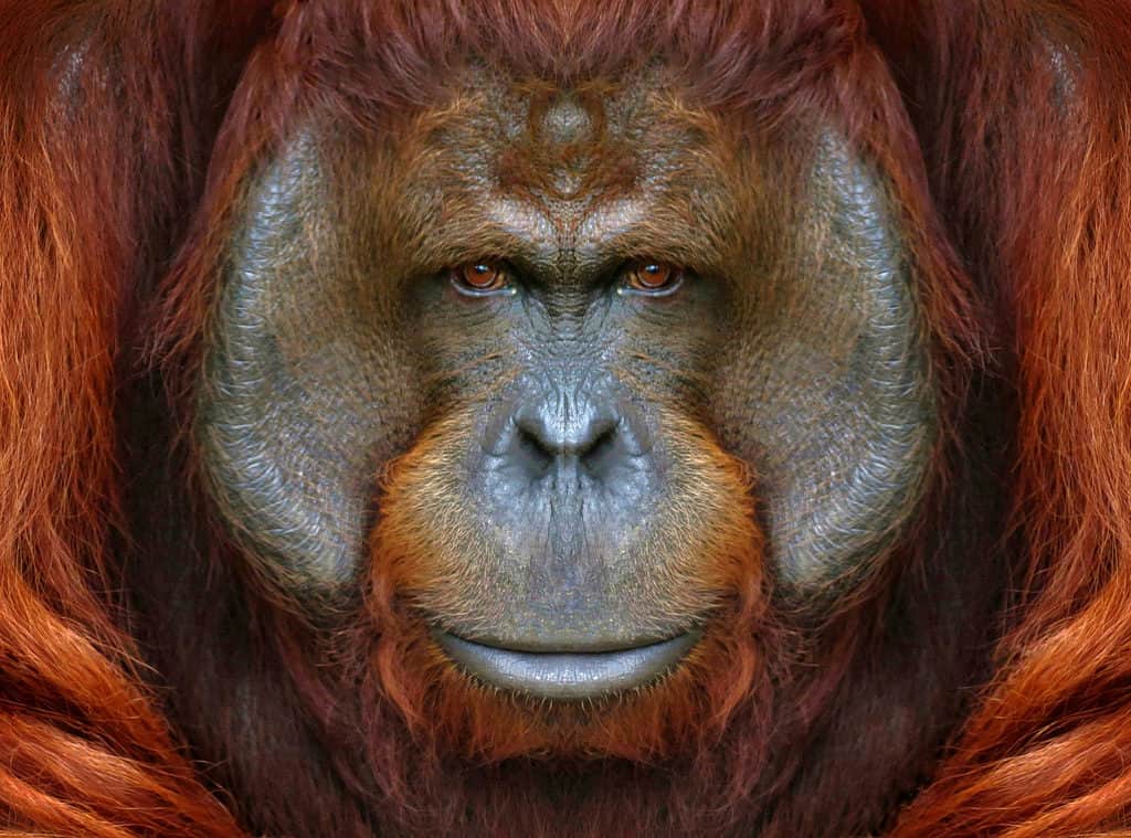 Orangutan close-up