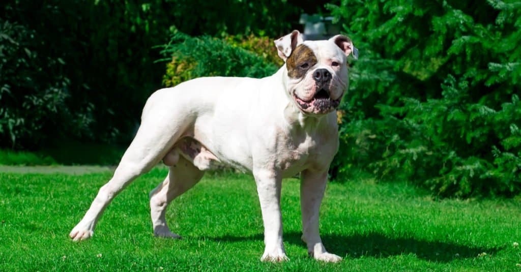 American bulldog standing in the grass