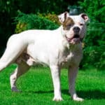 American bulldogs are known for is their tendency to growl, huff, and generally talk to their owners. If you can learn to understand your pet, you'll be treated to a variety of adorable conversations.